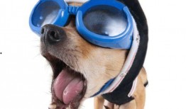 狗狗搞笑视频热点爆料,萌宠界的欢乐热点大揭秘